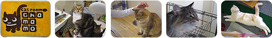 neko1 neko1