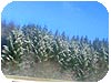 alberi innevati in lussemburgo