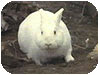 il coniglio bianco decapitatore