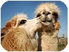 lama