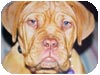 Dogue de Bordeaux Ettore per la TIM