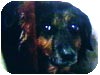 Pavlov